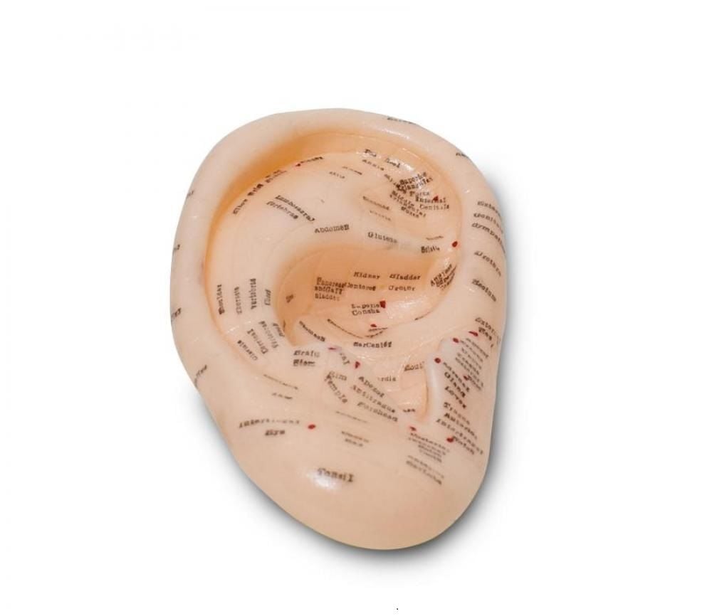 Kulak Anatomisi Akupunktur Kulak Maketi