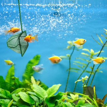 Akvaryum Balık Yakalama Kepçesi (7cm)