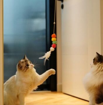 Kendinden Yapışkanlı Çanlı Halatlı Kedi Oyun Oltası