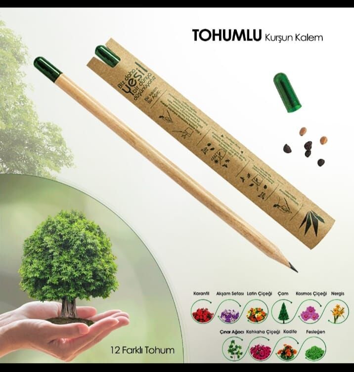 Tohumlu Yaşayan Kalem (10 Adet)