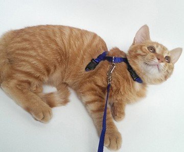 Kedi Göğüs Tasması