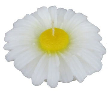 Papatya Mum Asetat Kutulu