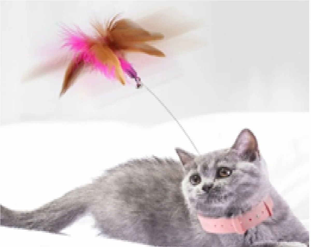 Kedi Boyun Oltalı Tasma