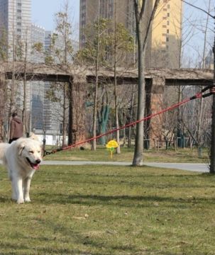 Köpekler İçin Gezdirme Tasması Reflektörlü 130 cm Halat kırmızı