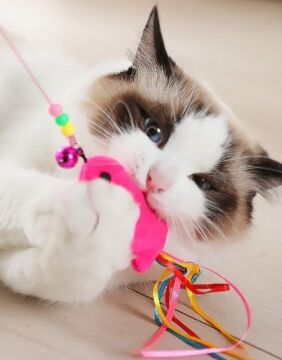 Balık Tasarımlı Kedi Oyun Oltası (90 cm)